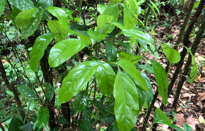 Figura 16. Planta <i>Ocotea cernua</i> (Lauraceae) hospedera de <i>Euglyphis</i> leptaDHJ02 (Lasiocampidae). Foto. Gloria Sihezar. Estación San Gerardo. 12 marzo 2024.