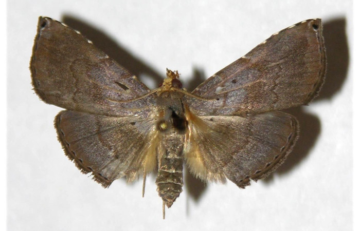 Figura 11. Adulto <i>Cyclopteryx niveinotata</i> (Erebidae), posición vista dorsal. (05-SRNP-3113-DHJ321966.jpg).