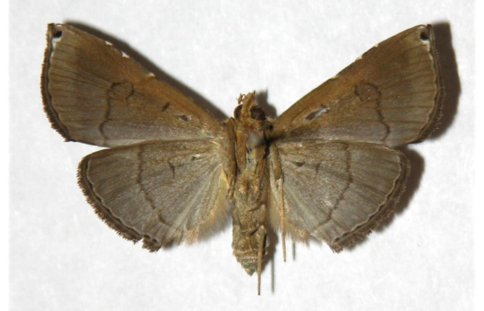 Figura 12. Adulto <i>Cyclopteryx niveinotata</i> (Erebidae), posición vista ventral. (05-SRNP-3113-DHJ321967.jpg).