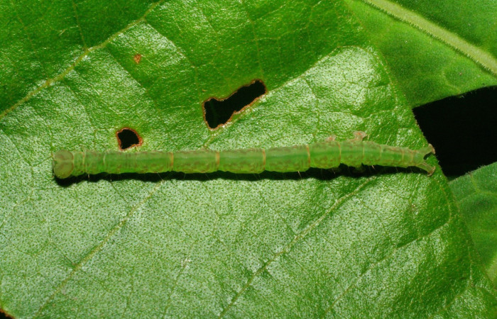Figura 14. Dorsal entero <i>Cyclopteryx observalis</i>, (Erebidae), en la planta <i>Inga oerstediana</i> (Fabaceae). Sector Pitilla, Amonias (elevación 390 metros), colectada 10 diciembre 2007. (07-SRNP-34158-DHJ434613.jpg).
