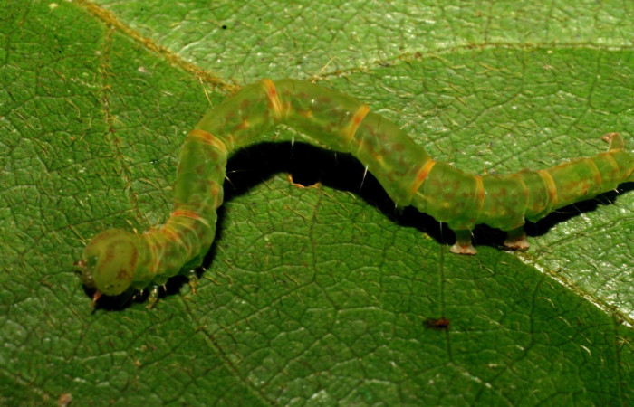 Figura 1. Dorsal entero <i>Cyclopteryx niveinotata</i>, (Erebidae), en la planta <i>Inga sapindoides</i> (Fabaceae). Sector Del Oro. Río Chon, (elevación 320 metros). Colectada 22 diciembre 2007. (07-SRNP-24787-DHJ434183.jpg).
