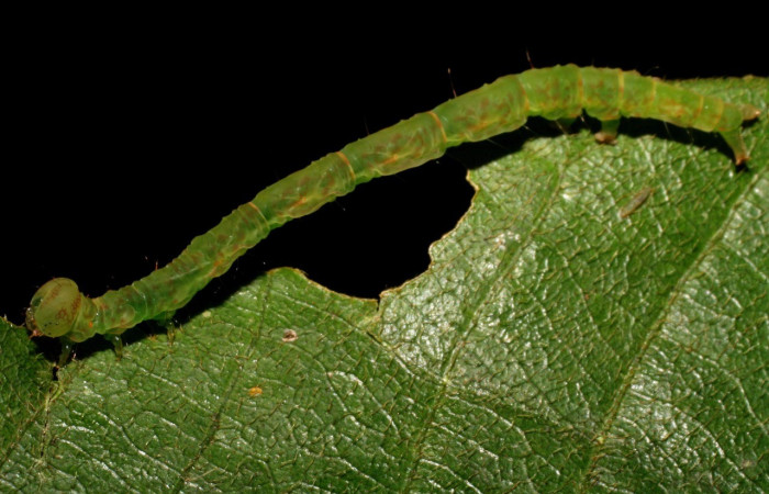 Figura 2. Lateral entero <i>Cyclopteryx niveinotata</i>, (Erebidae), en la planta <i>Inga sapindoides</i> (Fabaceae). Sector Del Oro. Río Chon, (elevación 320 metros).  Colectada 22 diciembre 2007. (07-SRNP-24787-DHJ434185.jpg).
