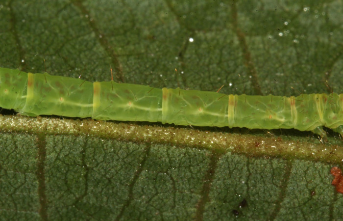 Figura 5. Lateral central <i>Cyclopteryx niveinotata</i>, (Erebidae), en la planta <i>Inga oerstediana</i> (Fabaceae). Sector Pitilla. Pasmompa, (elevación 440 metros). Colectada 23 junio 2018. (18-SRNP-31234-DHJ745429.jpg).