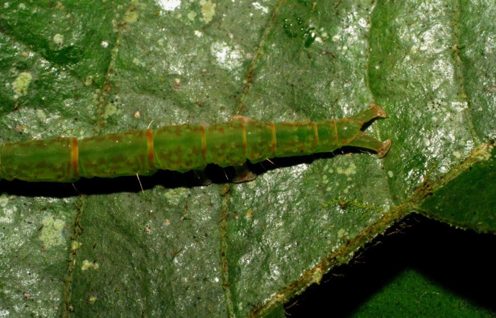 Figura 7. Parte posterior <i>Cyclopteryx niveinotata</i>, (Erebidae), en la planta <i>Inga sapindoides</i> (Fabaceae). Sector Pitilla. Pasmompa, (elevación 440 metros). Colectada 19 setiembre 2007. (07-SRNP-33297-DHJ430275.jpg).