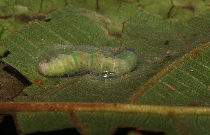 Figura 9. Prepupa <i>Cyclopteryx niveinotata</i>. (18-SRNP-31234-DHJ745779.jpg).