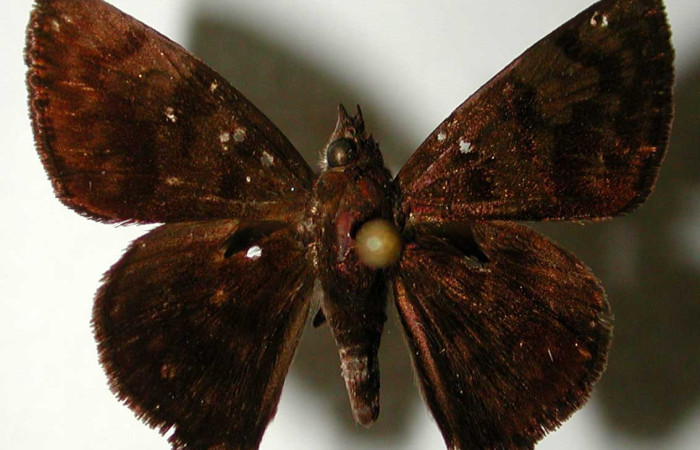 Figura. 10 Adulto <i>Pellicia dimidiata</i>, (Hesperiidae), posición vista dorsal  entero. (93-SRNP-6958-DHJ33154).