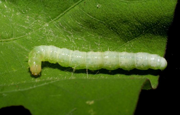 Figura. 11 Larva <i>Microthyris</i> prolongalisDHJ02, (Crambidae), posición dorsal entero  alimentándose en <i>Ipomoea batatas</i>, (Convolvulaceae). (06-SRNP-41856-DHJ414506.jpg).