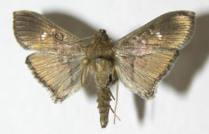 Figura. 12 Adulto <i>Microthyris</i> prolongalisDHJ02, (Crambidae), posición vista dorsal  entero. (06-SRNP-41458-DHJ345442)