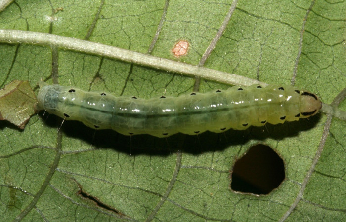Figura. 13 Larva <i>Phostria temida</i>, (Crambidae), posición dorsal entero  alimentándose en <i>Ipomoea batatas</i>, (Convolvulaceae). (09-SRNP-75525-DHJ467047.jpg).