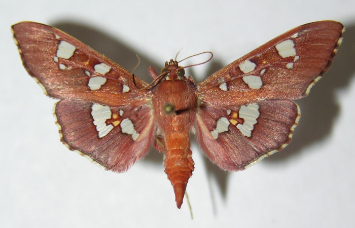 Figura. 14 Adulto <i>Phostria temida</i>, (Crambidae), posición vista dorsal  entero. (06-SRNP-41294-DHJ345998).