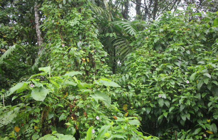 Figura. 1 Habitad, <i>Ipomoea batatas</i>, (convolvulaceae). Area de Conservación Guanacaste, Sector Rincón  Rain Forest, Selva, (elevación 410 metros), colectada el 14 de marzo 2024. Foto, Jorge Hernández.