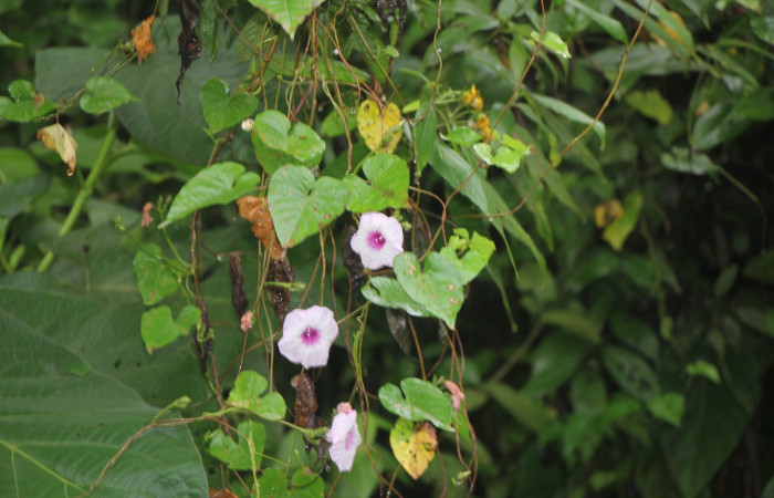 Figura. 2 Habitad, <i>Ipomoea batatas</i>, (convolvulaceae). Area de Conservación Guanacaste, Sector Rincón  Rain Forest, Selva, (elevación 410 metros), colectada el 14 de marzo 2024. Foto, Jorge Hernández.