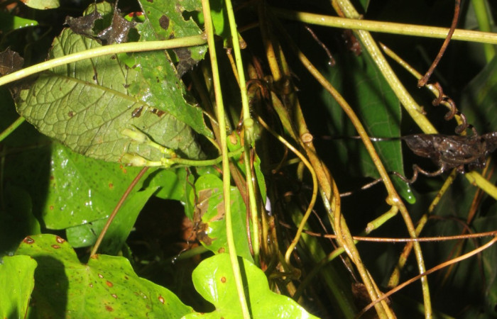 Figura. 3 Posición de hojas , <i>Ipomoea batatas</i>, (convolvulaceae). Area de Conservación Guanacaste, Sector Rincón  Rain Forest, Selva, (elevación 410 metros), colectada el 14 de marzo 2024. Foto, Jorge Hernández.