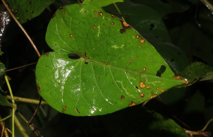Figura. 4 Haz, <i>Ipomoea batatas</i>, (convolvulaceae). Area de Conservación Guanacaste, Sector Rincón  Rain Forest, Selva, (elevación 410 metros), colectada el 14 de marzo 2024. Foto, Jorge Hernández.