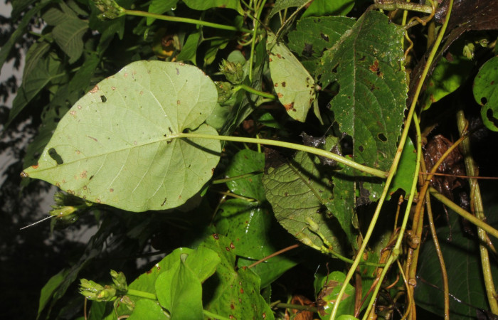 Figura. 5 Envés , <i>Ipomoea batatas</i>, (convolvulaceae). Area de Conservación Guanacaste, Sector Rincón  Rain Forest, Selva, (elevación 410 metros), colectada el 14 de marzo 2024. Foto, Jorge Hernández.