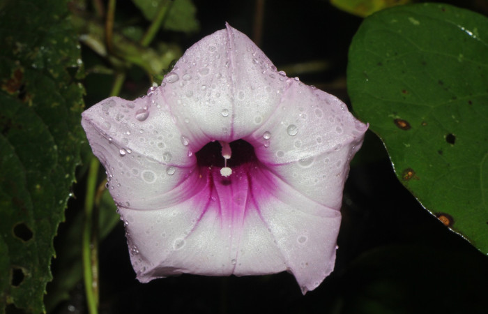 Figura. 6 Flor de frente , <i>Ipomoea batatas</i>, (convolvulaceae). Area de Conservación Guanacaste, Sector Rincón  Rain Forest, Selva, (elevación 410 metros), colectada el 14 de marzo 2024. Foto, Jorge Hernández.