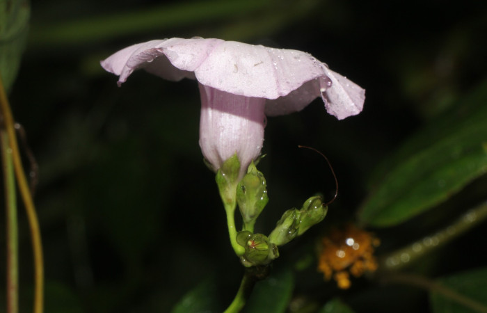 Figura. 7 Flor lateral, <i>Ipomoea batatas</i>, (convolvulaceae). Area de Conservación Guanacaste, Sector Rincón  Rain Forest, Selva, (elevación 410 metros), colectada el 14 de marzo 2024. Foto, Jorge Hernández.