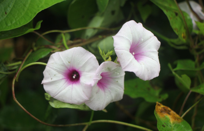 Figura. 8 Flores de frente , <i>Ipomoea batatas</i>, (convolvulaceae). Area de Conservación Guanacaste, Sector Rincón  Rain Forest, Selva, (elevación 410 metros), colectada el 14 de marzo 2024. Foto, Jorge Hernández.