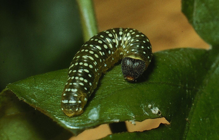 Figura. 9 Larva <i>Pellicia dimidiata</i>, (Hesperiidae), posición dorsal entero  alimentándose en <i>Ipomoea batatas</i>, (Convolvulaceae). (93-SRNP-6958-DHJ33154).