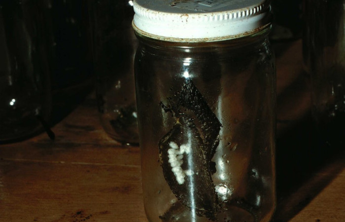 Figura 1.Vaso donde fue criada la larva. <i>Pantographa expansalis</i>, (Crambidae). Voucher 01-SRNP-22017- DHJ62599.