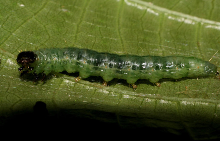 Figura 2. <i>Pantographa expansalis</i>. (Crambidae). Vista ventral, último estadio. Voucher. 06-SRNP-23333-DHJ424905.