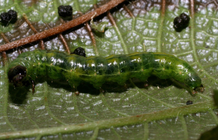 Figura 10. <i>Pantographa</i> expansalisDHJ02, (Crambidae). Vista lateral. Voucher.06-SRNP-23381-DHJ424922.