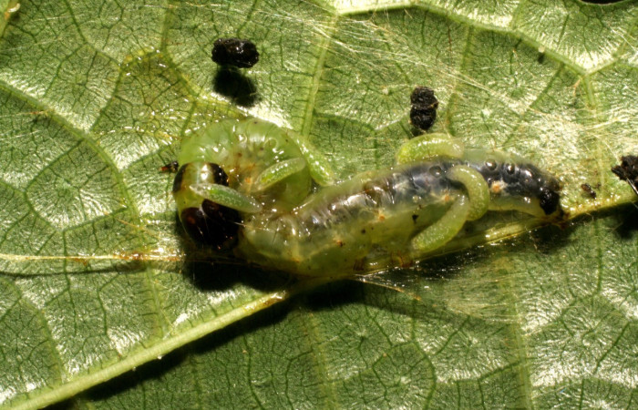 Figura 4. Larvitas de parásitos pues en <i>Pantographa expansalis</i>, (Crambidae). Vista dorsal. Voucher. 07-SRNP-42429- DHJ431013.