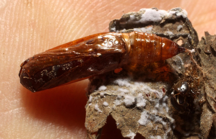 Figura 9.Pupa de <i>Pantographa expansalis</i>. (Crambidae). que ha sido parasitada por <i>Cordyligaster fuscipennis</i>, de la familia Tachinidae (mosca).Voucher.12-SRNP-86489-DHJ804389.