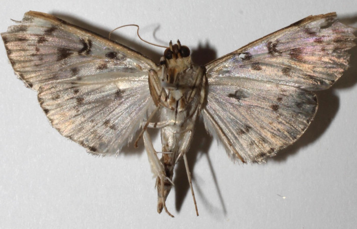 Figura 13.Adulto de <i>Pantographa</i> expansalisDHJ02, (Crambidae). Vista ventral. Voucher. 18-SRNP-45663- DHJ941311.