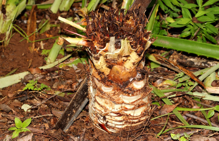 Fig. 10 Tallo de <i>Bromelia pinguin</i> lleno de frutos, en su interior <i>Prometheus columbina</i> (Castniidae). (22-SRNP-21583-DHJ774967)