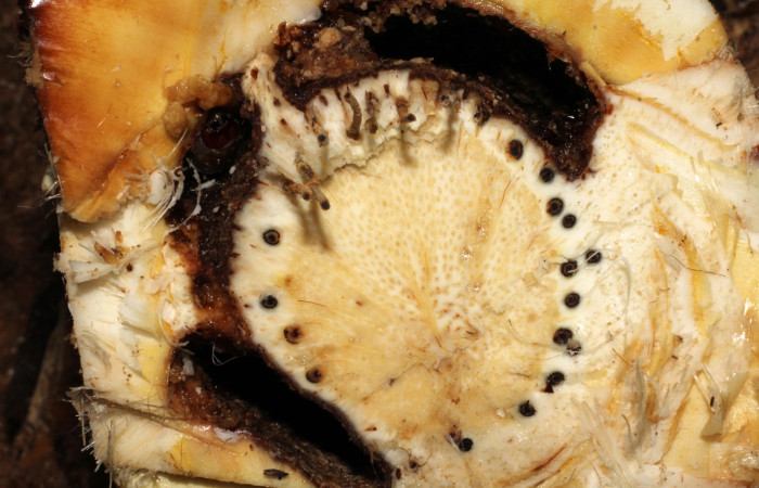 Fig. 11 Tallo <i>Bromelia pinguin</i> (Bromeliaceae). Partido por la parte superior con las galerias de <i>Prometheus columbina</i> (Castniidae). (22-SRNP-21581-DHJ774965).