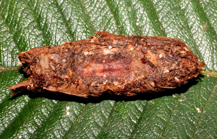 Fig. 16 Capullo con su pupa de <i>Prometheus columbina</i> (Castniidae) (22-SRNP-21585-DHJ775019).