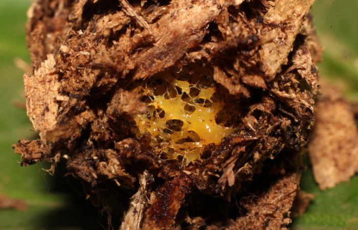 Fig. 17 Capullo de <i>Prometheus columbina</i> (Castniidae); con su tapón de cera por donde sale parte de la pupa y su adulto (22-SRNP-21583-DHJ775071).