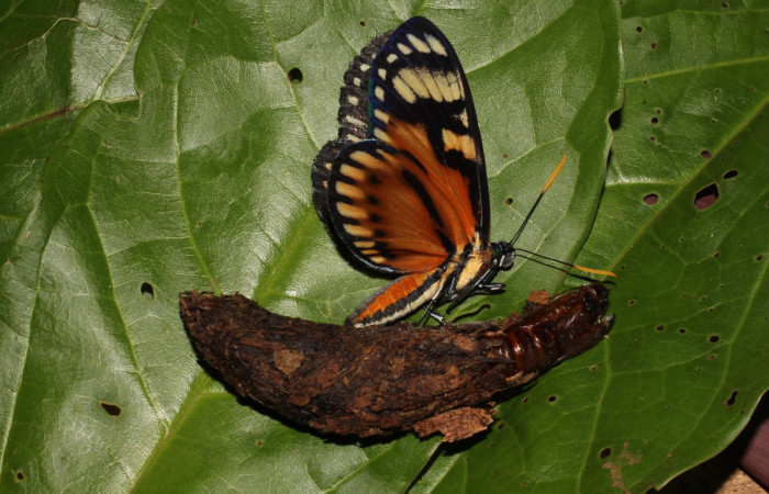 Fig. 19 <i>Prometheus columbina</i> (Castniidae). (22-SRNP-21747-DHJ775097).