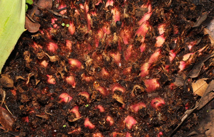 Fig. 1 En esta base de frutos de <i>Bromelia pinguin</i> (Bromeliaceae); se logra ver un huevo ya eclosionado, por tal motivo se ve de color blanco, (22-SRNP-21002-DHJ774703).