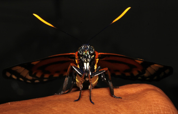 Fig. 21 <i>Prometheus columbina</i> (Castniidae). Puesta en mi mano, recientemente eclosionado de su estado de pupa (22-SRNP-21510-DHJ775062).