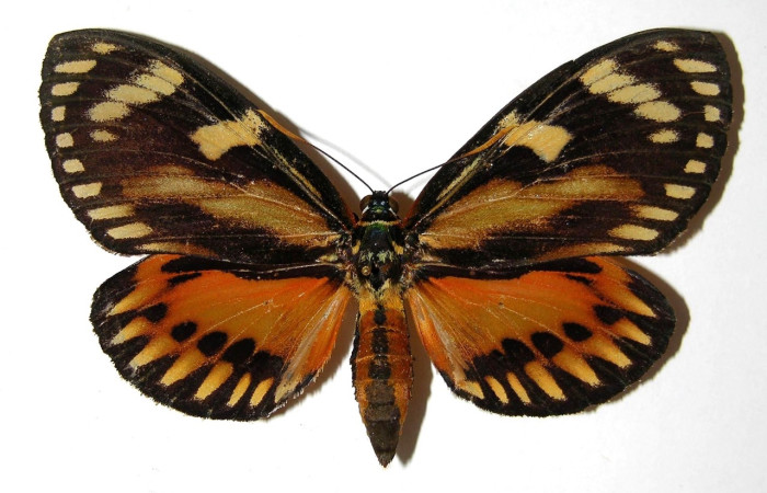 Fig. 23 Posición dorsal de hembra <i>Prometheus columbina</i> (Castniidae). (93-SRNP-2458-DHJ331814).