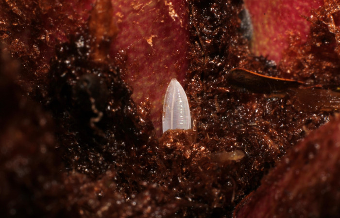 Fig. 2 Huevo sobre los frutos de <i>Bromelia pinguin</i> (Bromeliaceae); ya eclosionado o posiblemente no fértil por tal motivo se ve de color blanco (22-SRNP-21002-DHJ774702).