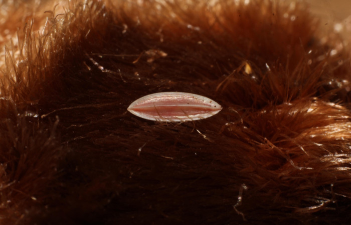 Fig. 3 Muestra de un huevo fértil de <i>Prometheus columbina</i> (Castniidae). (22-SRNP-20992-DHJ774672).