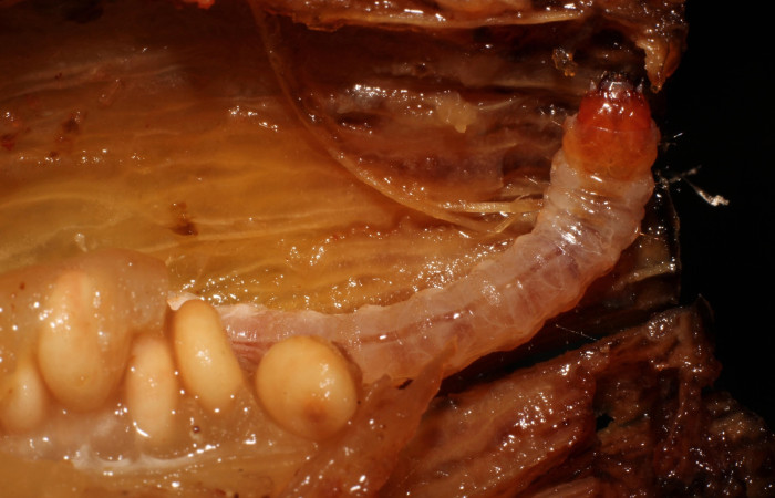 Fig. 6 Tercera fase de <i>Prometheus columbina</i> (Castniidae); alimentándose de frutos de <i>Bromelia pinguin</i> (Bromeliaceae). (22-SRNP-20992-DHJ774858).
