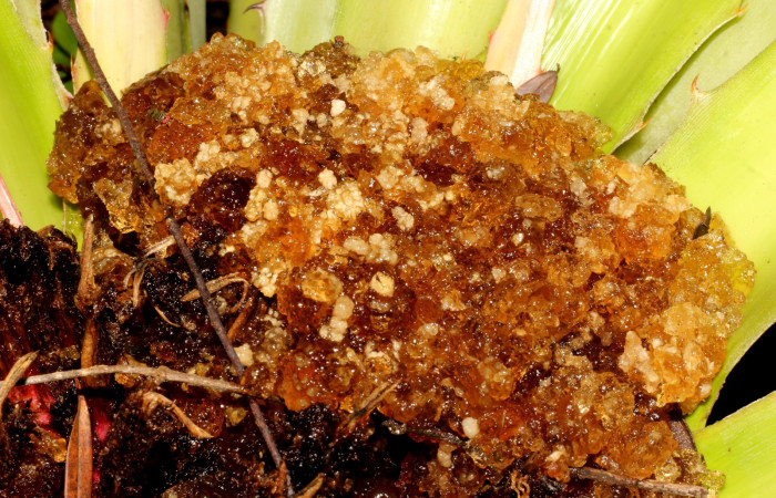 Fig. 8 Estiercol de <i>Prometheus columbina</i> (Castniidae). En la parte superior de los frutos de <i>Bromelia pinguin</i> (Bromeliaceae). (22-SRNP-21581-DHJ774959).