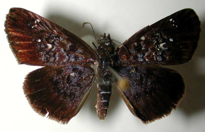 Fig. 11 Adulto <i>Sostrata pusilla</i> mostrando parte dorsal. Voucher 00-SRNP-1093-DHJ38554.jpg