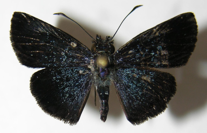 Fig. 1 Adulto <i>Sostrata pusilla</i> mostrando parte dorsal . Voucher: 06-SRNP-4305-DHJ348706.jpg