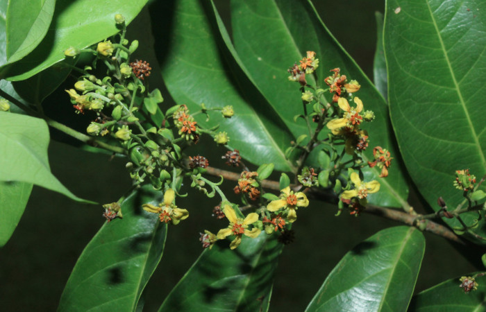  Fig,3  <i>Tetrapteris elegans</i>  (Malphigiaceae) planta hospedera de  <i>Sostrata pusilla</i> 