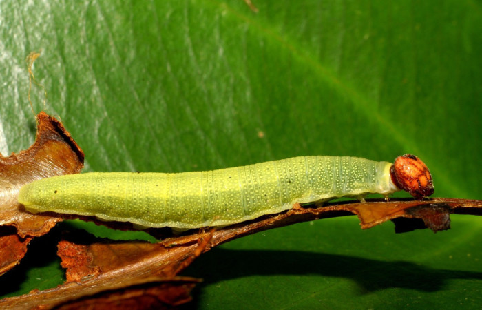 Fig.8 Larva <i>Sostrata pusilla</i> ultimo estadío vista lateral. Voucher: 06-SRNP-40061-DHJ410041.jpg