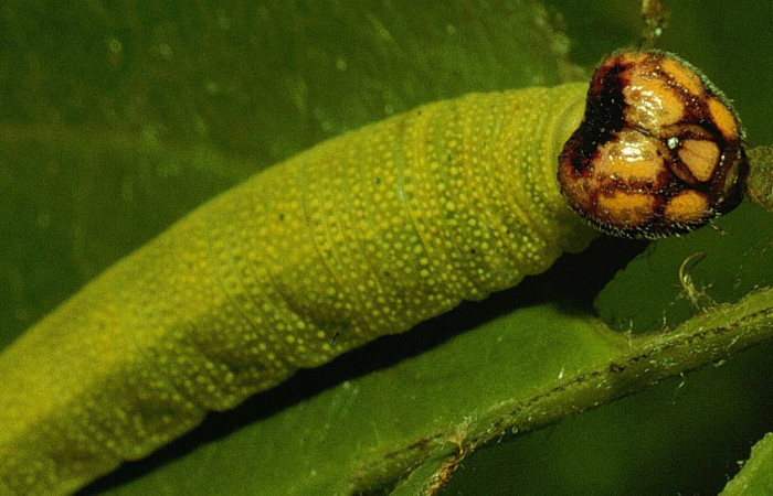 Fig.9  Larva <i>Sostrata pusilla</i>  último estadío , mostrando cabeza frontal, mostrando diferencia entre especies Voucher: 92-SRNP-2388-DHJ15387.jpg