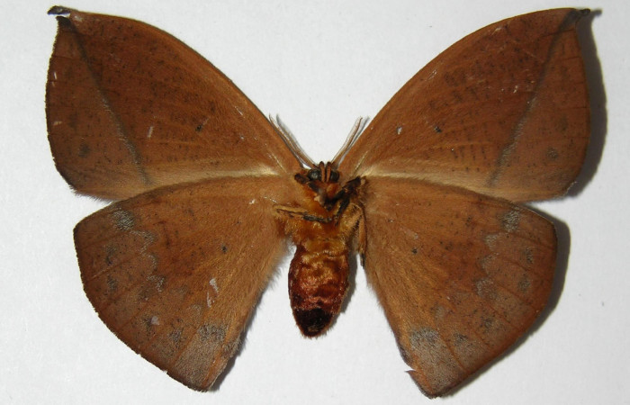 Fig. 20. Hembra de  <i>Oxytenis  modoccidentalis</i> (Saturniidae)  vista ventral. Voucher: 02-SRNP-29847-DHJ334305.