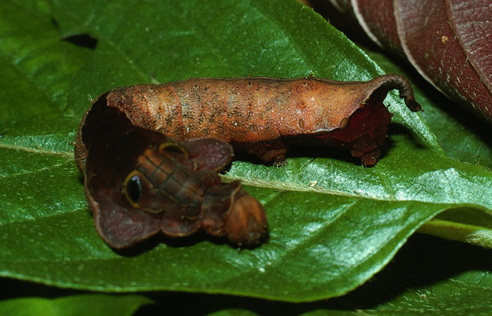 Fig. 3. Larva de <i>Oxytenis  naemia</i> (Saturniidae) Planta hospedera <i>Sabiceae panamenis</i> ( Rubiaceae).Voucher: 03-SRNP-11818-DHJ75889.