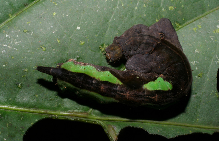 Fig. 7. Larva de <i>Oxytenis  gigantea</i> (Saturniidae) Planta hospedera <i>Calatola costaricensis</i> (Icacinaceae).Voucher: 06-SRNP-34727-DHJ425475.