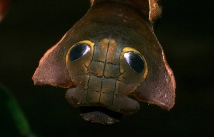 Fig. 6. Detalle cabeza de <i>Oxytenis  naemia</i> (Saturniidae) Planta hospedera <i>Chimarrhis parviflora</i> ( Rubiaceae).Voucher: 08-SRNP-31210-DHJ438936.